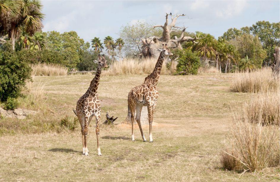Photos of giraffes on safari in the Animal Kingdom in Orlando
