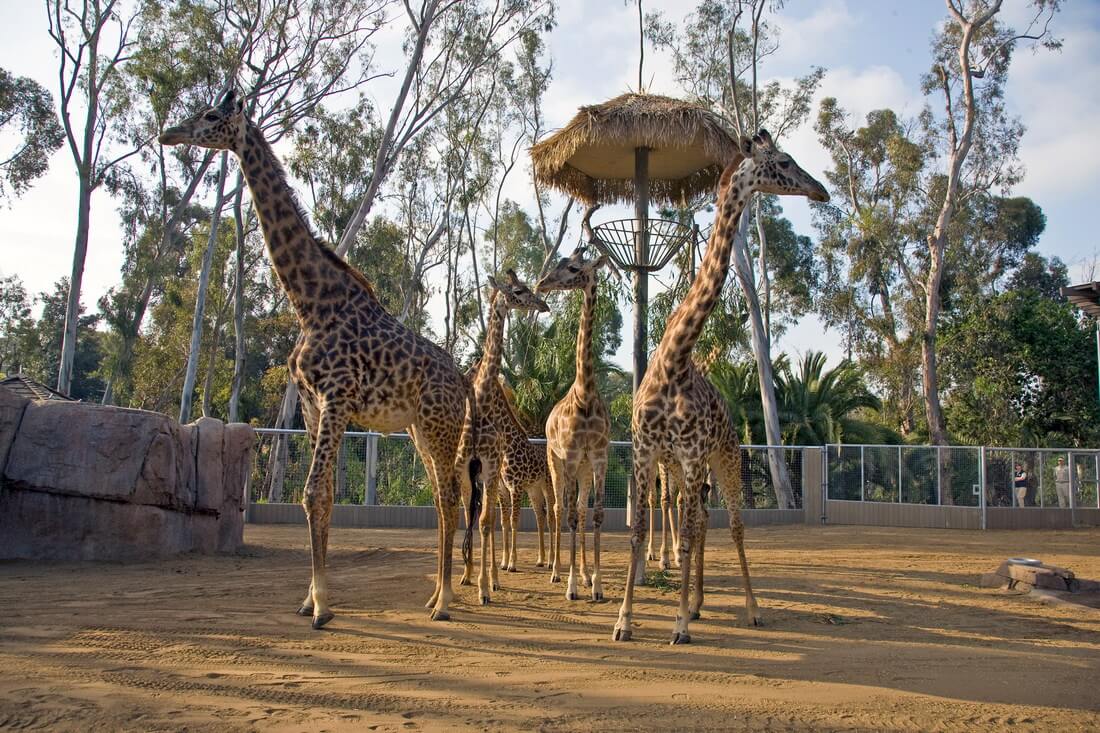 San Diego Zoo — фото вольера с жирафами в африканском стиле — American Butler