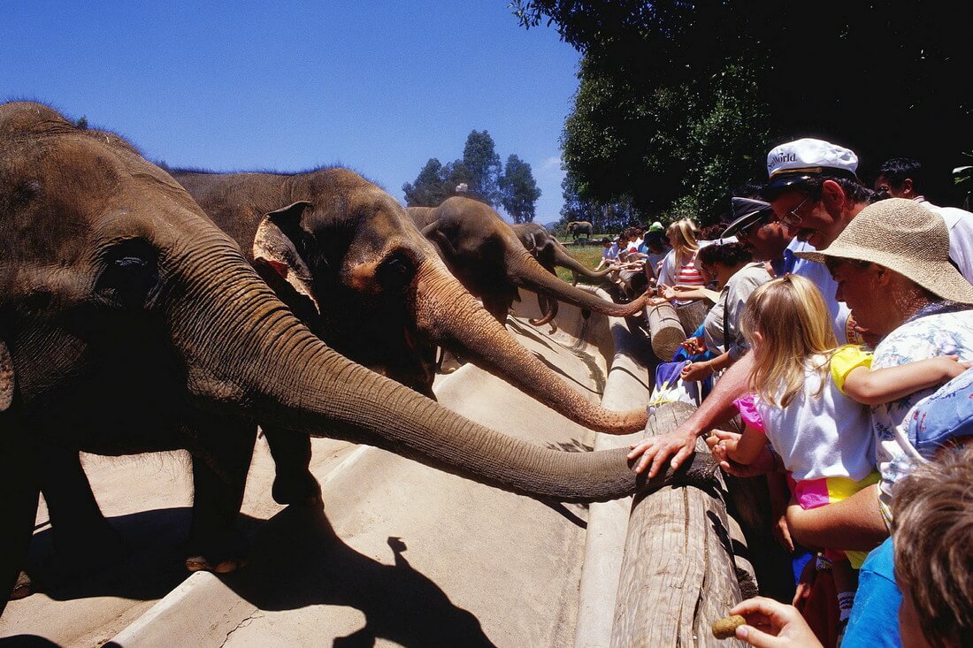 San Diego Zoo — достопримечательность в парке Бальбоа в Сан-Диего — American Butler