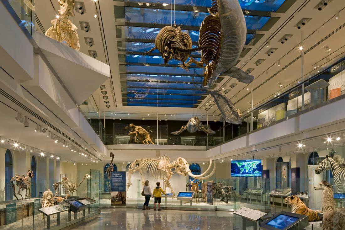Экспонаты музея Natural History Museum of Los Angeles County - American Butler