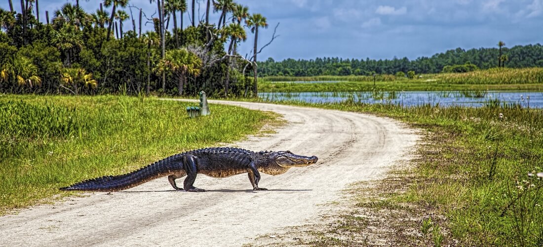 Shark Valley, Everglades National Park — фото флоридского аллигатора — American Butler