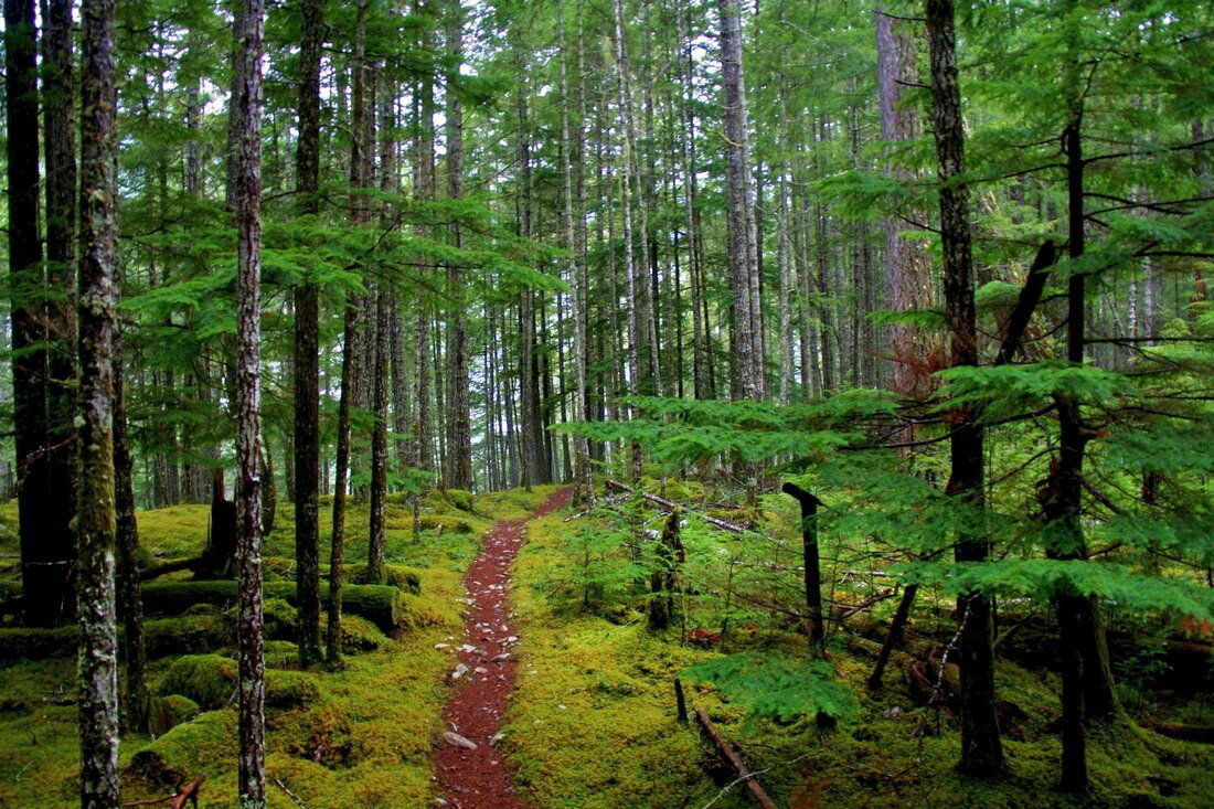 Olympic National Park — фото прогулочной тропы в лесу недалеко от Сиэтла — American Butler