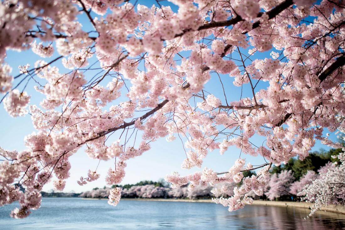 Лучшие парки в Вашингтоне - фото цветущей сакуры - American Butler