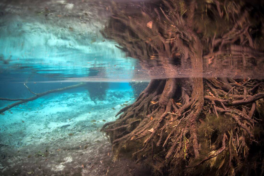 State of Florida — photos of mangroves and roots in the Everglades Nature Reserve — American Butler