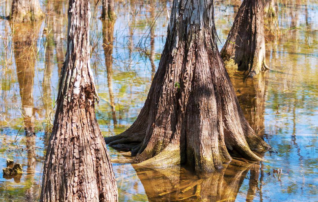 Острова Ten Thousand Islands, Florida - фото корней мангровых деревьев и зарослей - American Butler