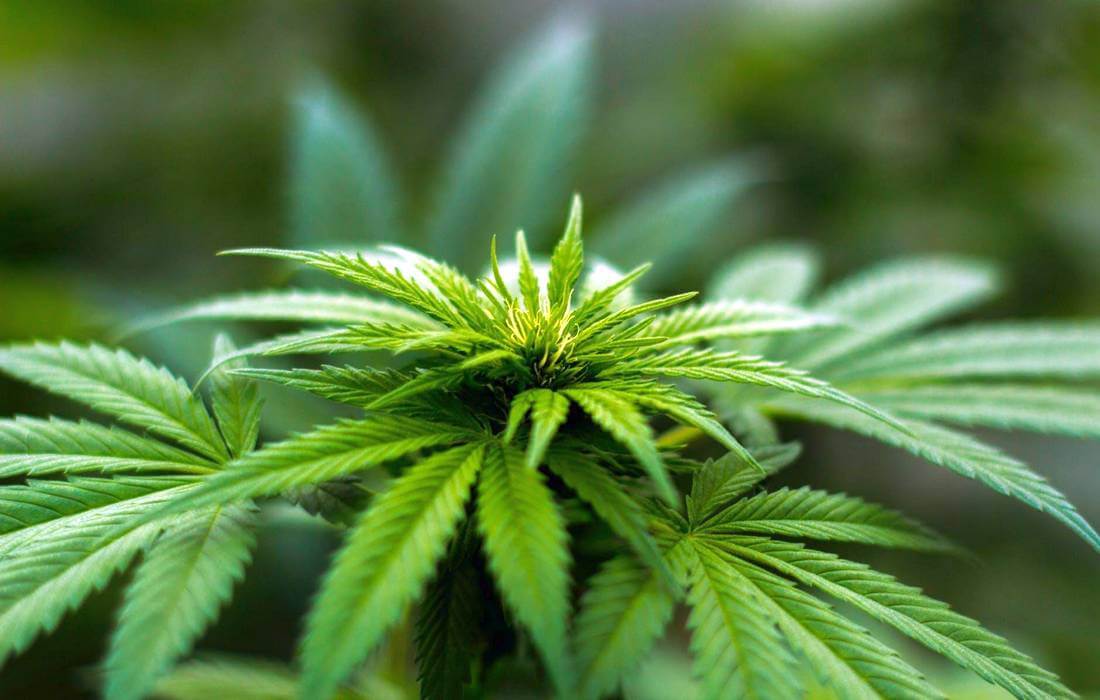 Легализация марихуаны в США — фото листов конопли — American Butler