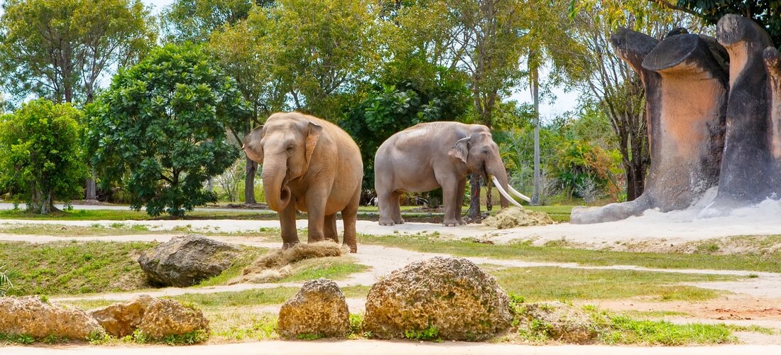 Фото вольера слонов в Miami Zoo — American Butler