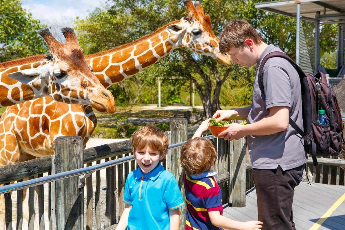 Фото кормления жирафов в центральном зоопарке Майами — American Butler