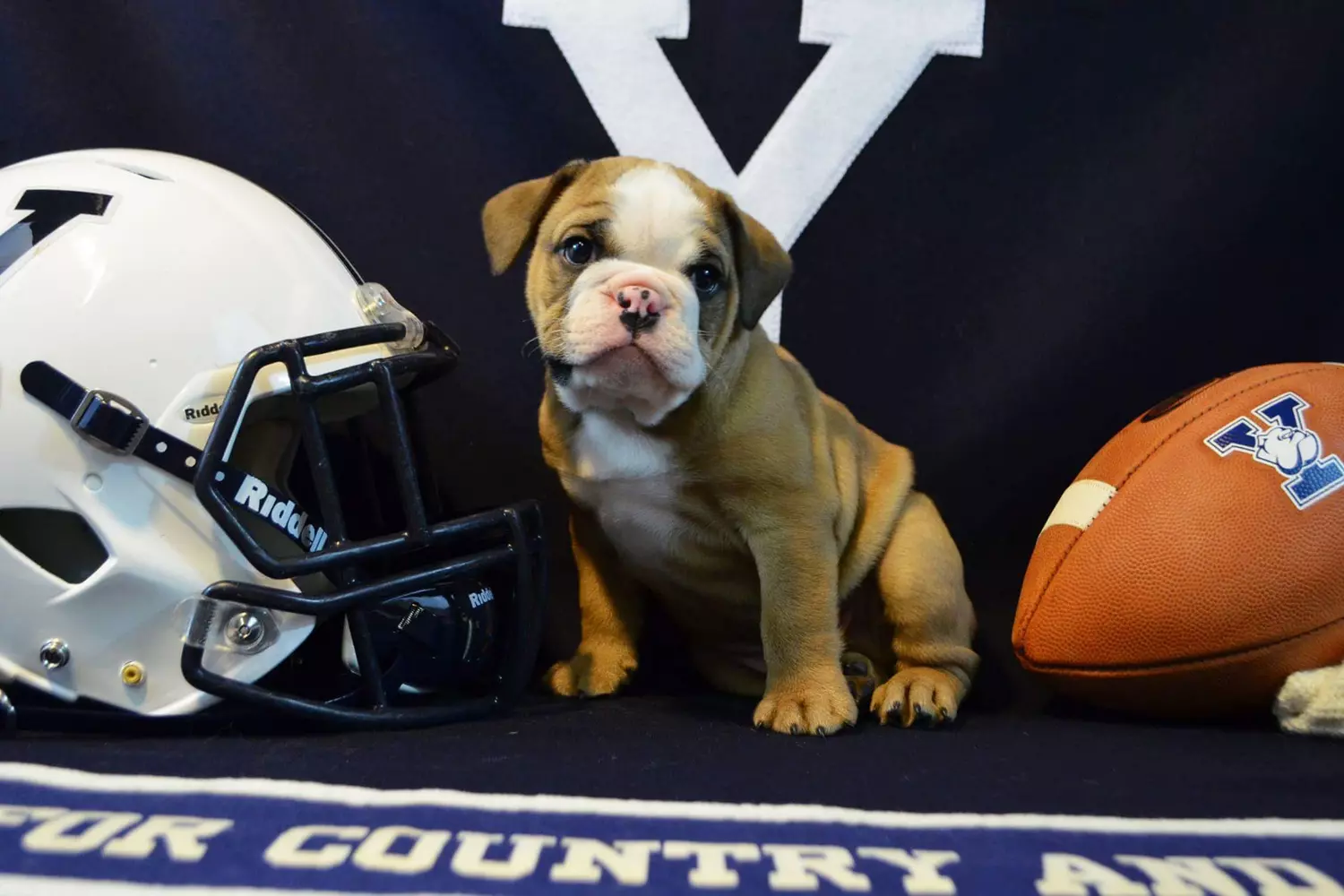 Yale's Newest Charmer: The Mascot Puppy Learning the Ropes A bulldog puppy named Handsome Dan, the next live mascot of Yale University, sitting next to an older dog