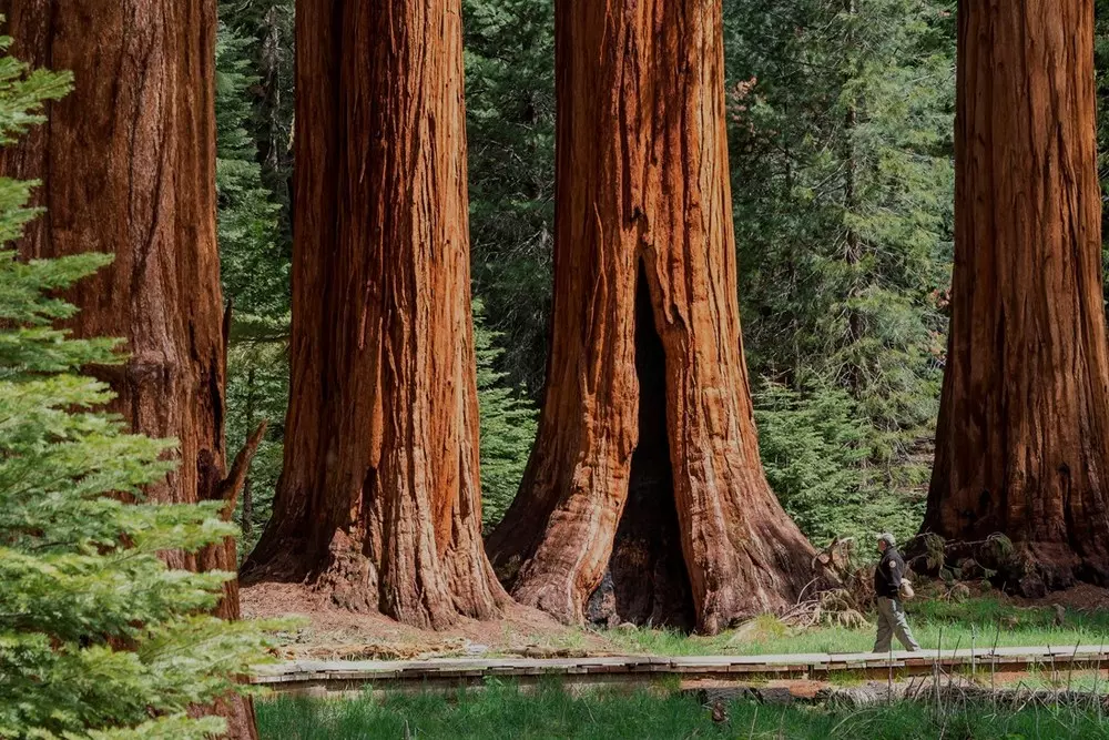 Sequoia National Park: царство гигантов, где деревья старше пирамид - American Butler
