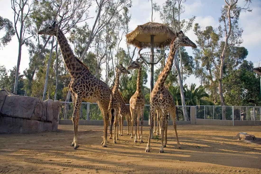 San Diego Zoo — фото вольера с жирафами в африканском стиле — American Butler