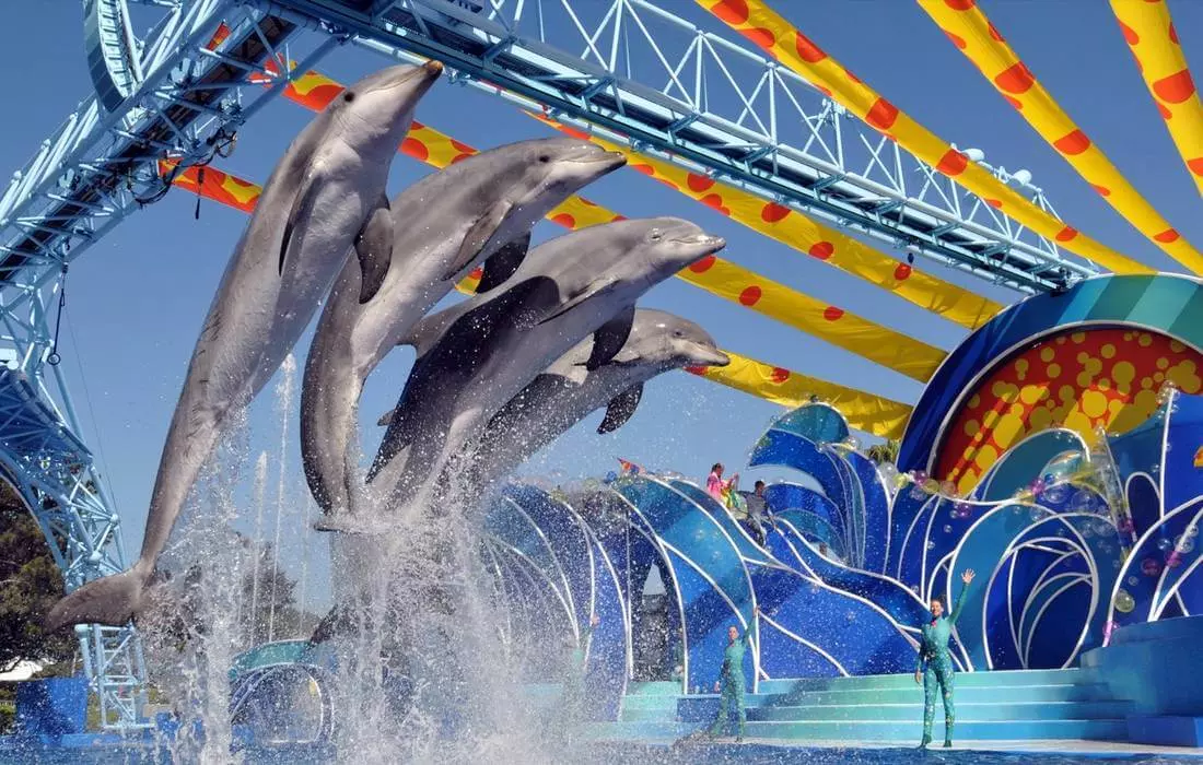 Photo of four dolphins above the water — American Butler