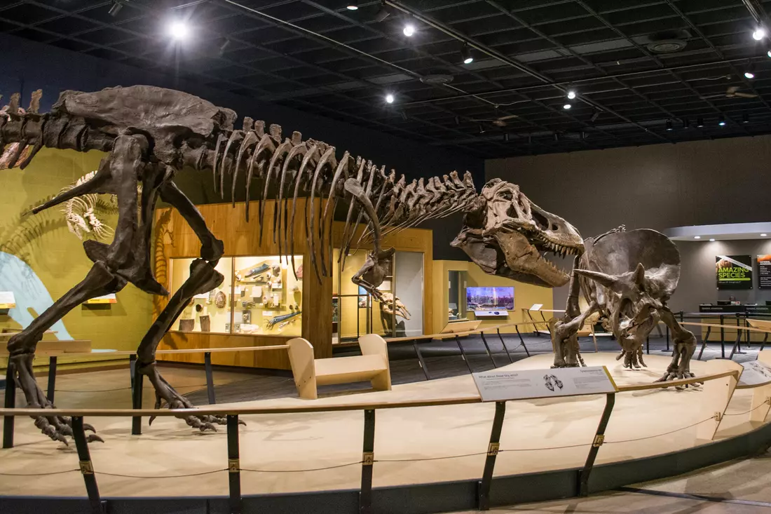 Tyrannosaurus skeleton in the exhibit at the San Diego Natural History Museum