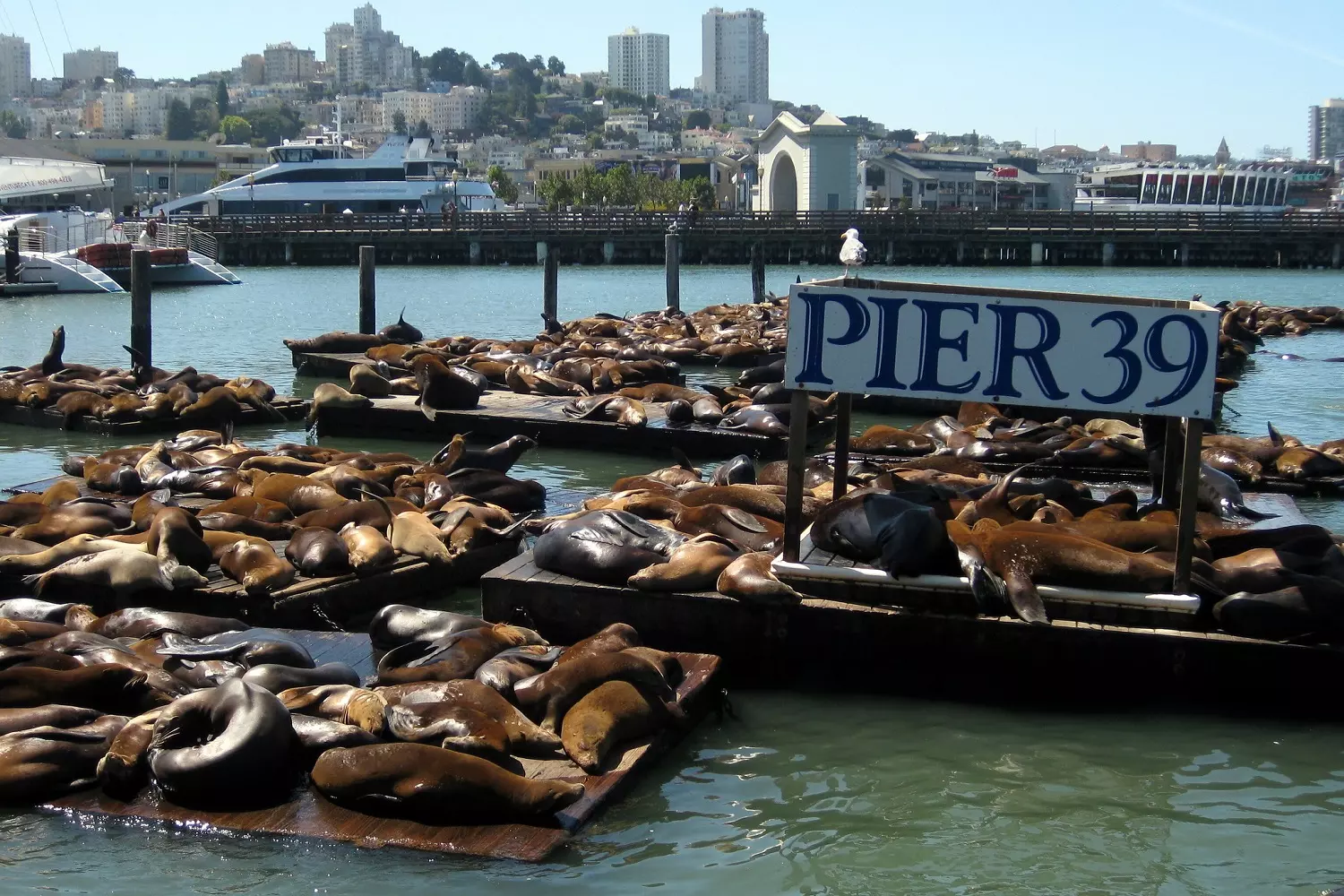 Морские котики отдыхают на Pier 39, Фишерманс Уорф