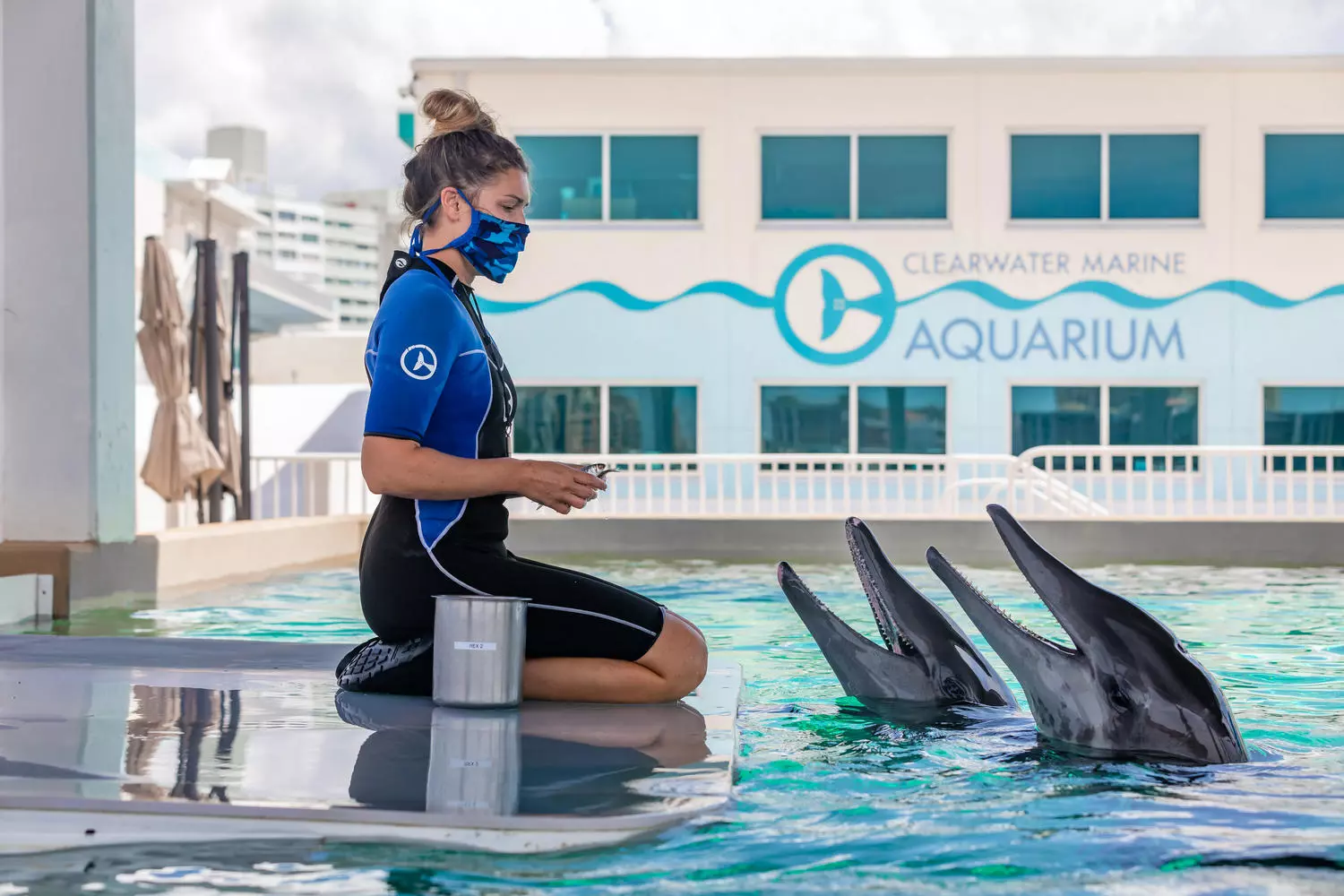 Clearwater Marine Aquarium: дом для спасенных морских животных Clearwater Marine Aquarium: дом для спасенных морских животных