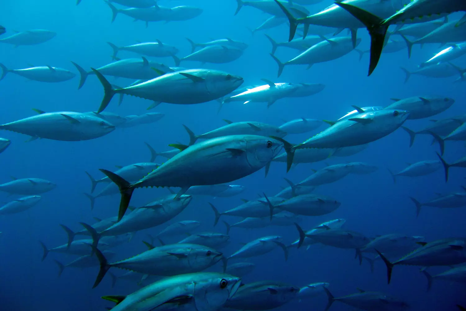 Stunning Ocean Fish in Miami — Vibrant Marine Life Underwater Colorful fish swimming in the clear blue ocean waters of Miami, showcasing rich marine biodiversity