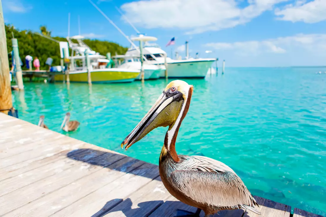 Islamorada, Florida Keys — American Butler