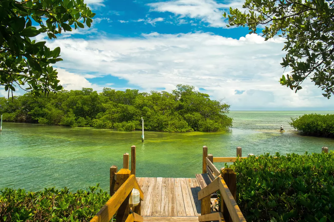 Everglades National Park Landscape — American Butler