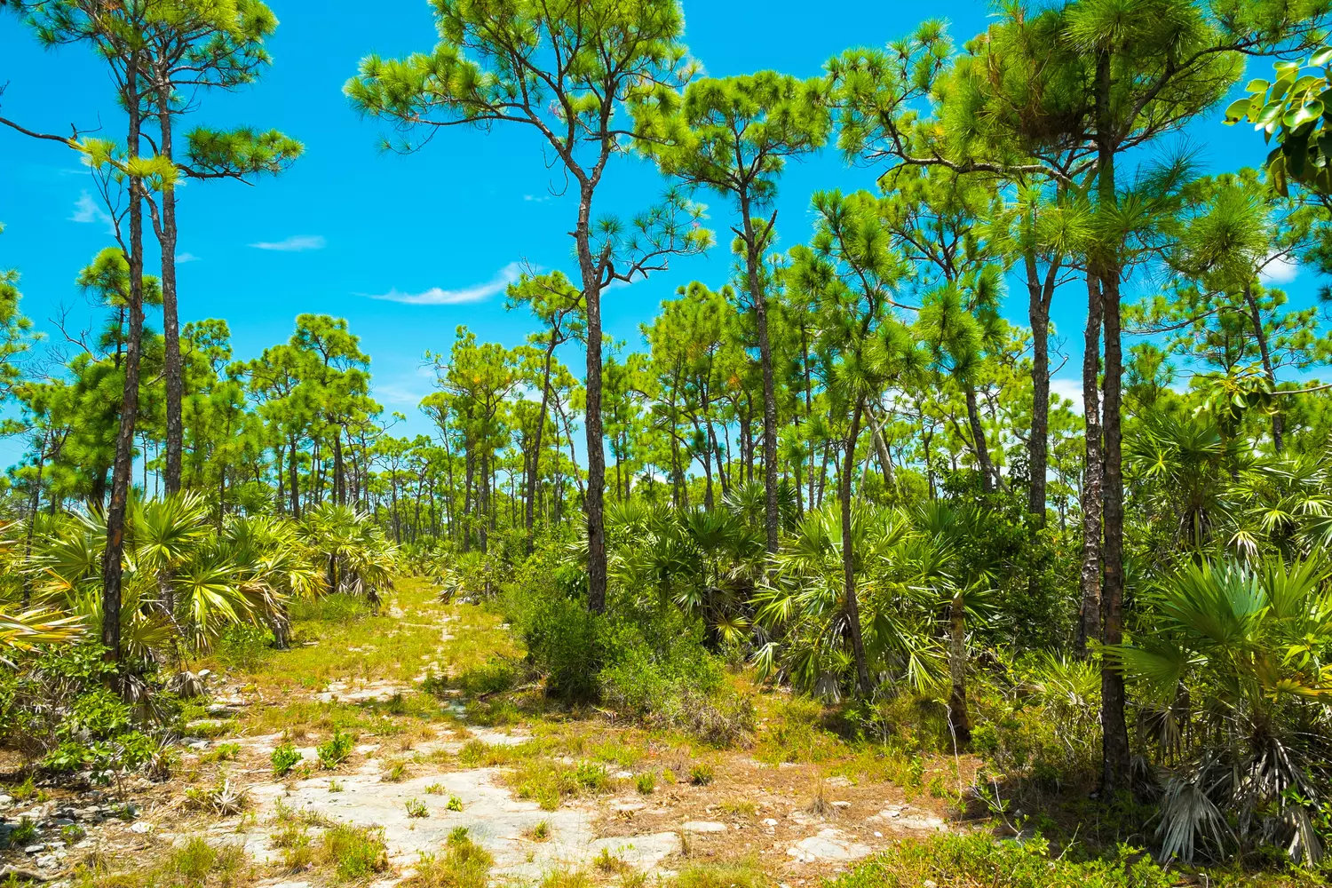 Everglades State Park Photo — Florida National Wildlife Refuges