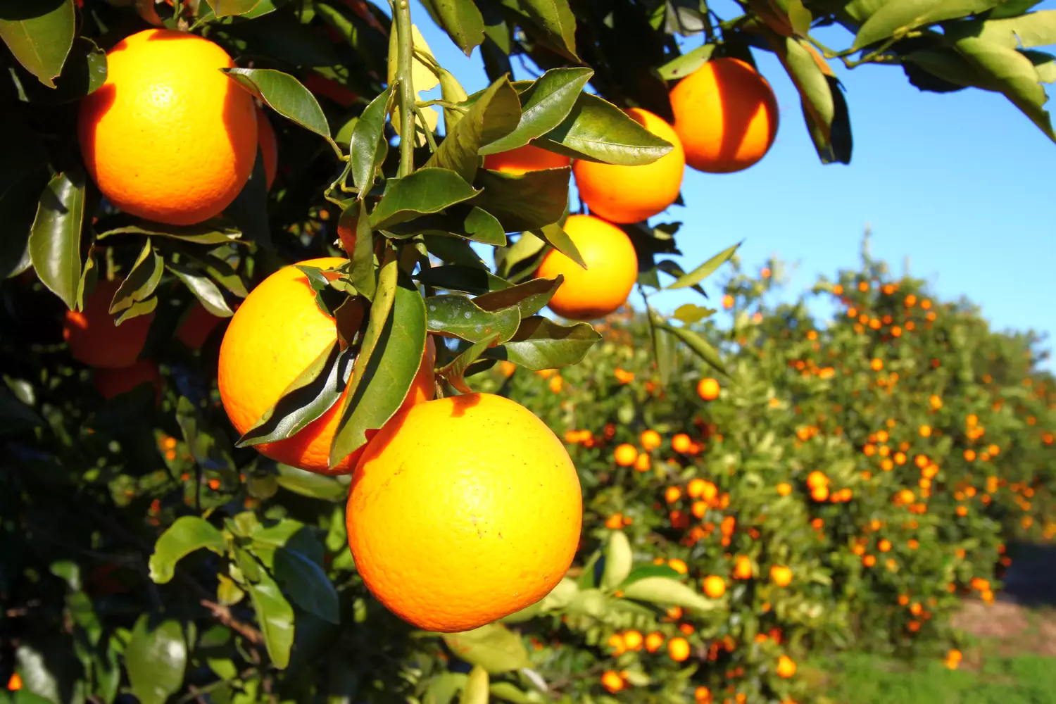 Florida Oranges — state top attractions photos — American Butler