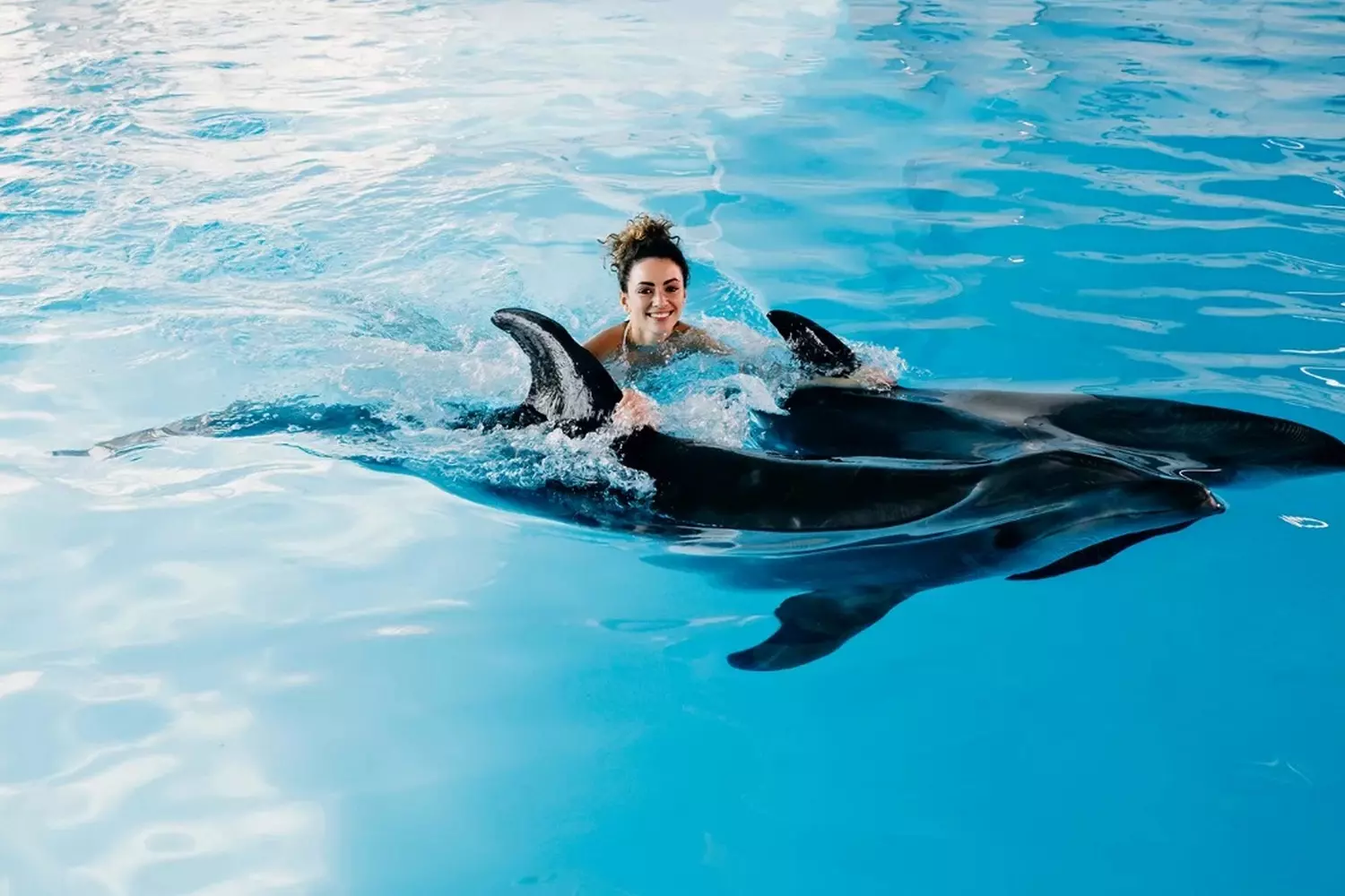 Swim with Dolphins in Florida — Unforgettable Marine Adventure A happy family swimming with playful dolphins in crystal-clear Florida waters, surrounded by sunshine and smiles during an interactive marine encounter