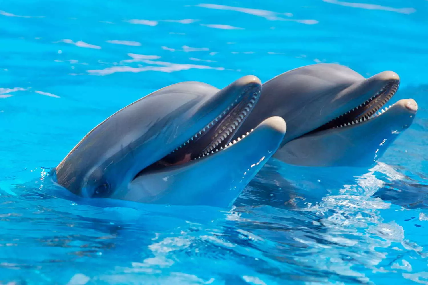 Swim with Dolphins in Florida — Unforgettable Marine Adventure A happy family swimming with playful dolphins in crystal-clear Florida waters, surrounded by sunshine and smiles during an interactive marine encounter