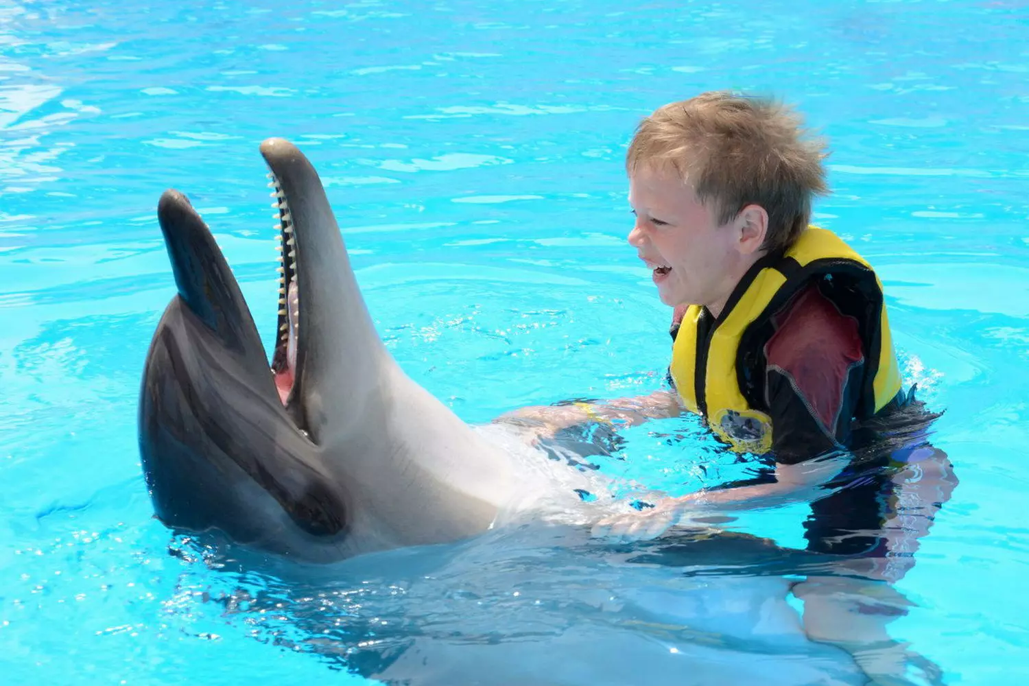 Swim with Dolphins in Florida — Unforgettable Marine Adventure A happy family swimming with playful dolphins in crystal-clear Florida waters, surrounded by sunshine and smiles during an interactive marine encounter