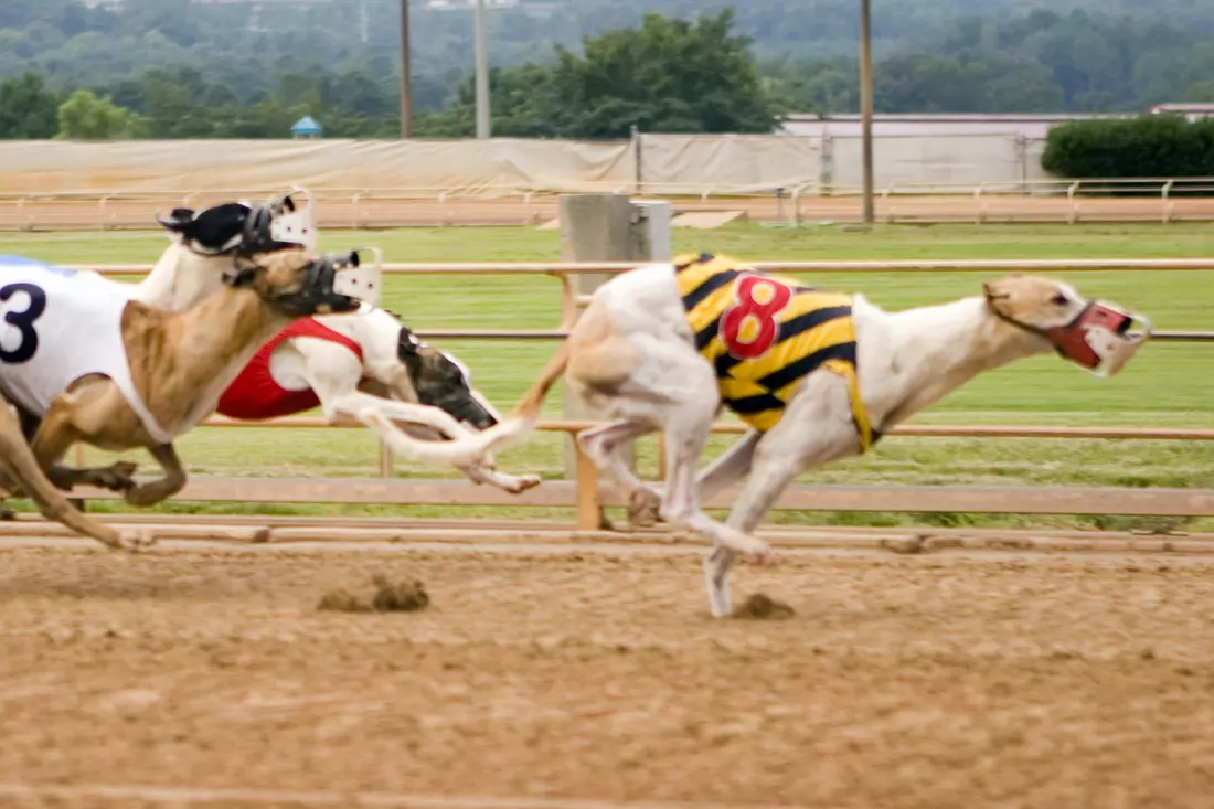 Dog racing at The Big Easy Casino Hallandale Beach — American Butler