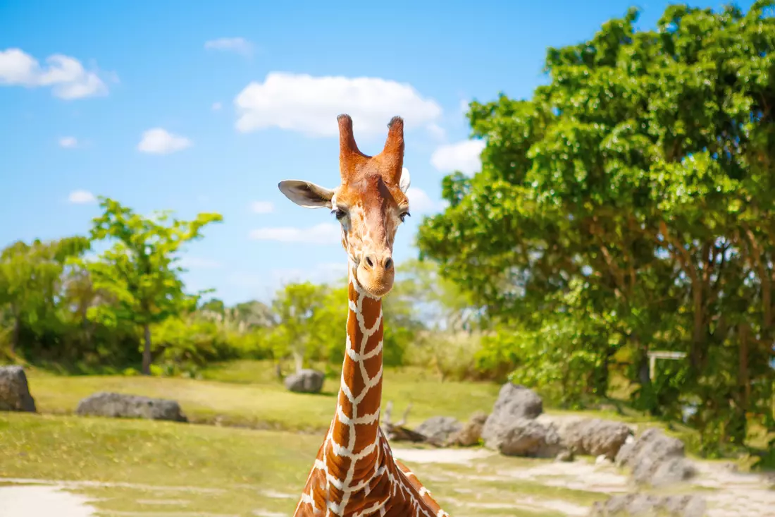 Miami Zoos Excursions — A Unique Experience with Wildlife