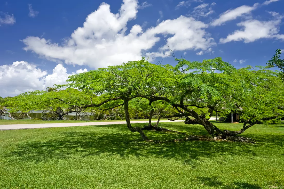 Miami Fairchild Botanical Garden — American Butler