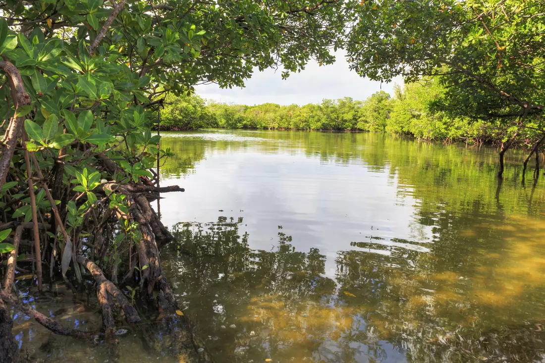 Oleta River State Park — lake and trees view photo — American Butler