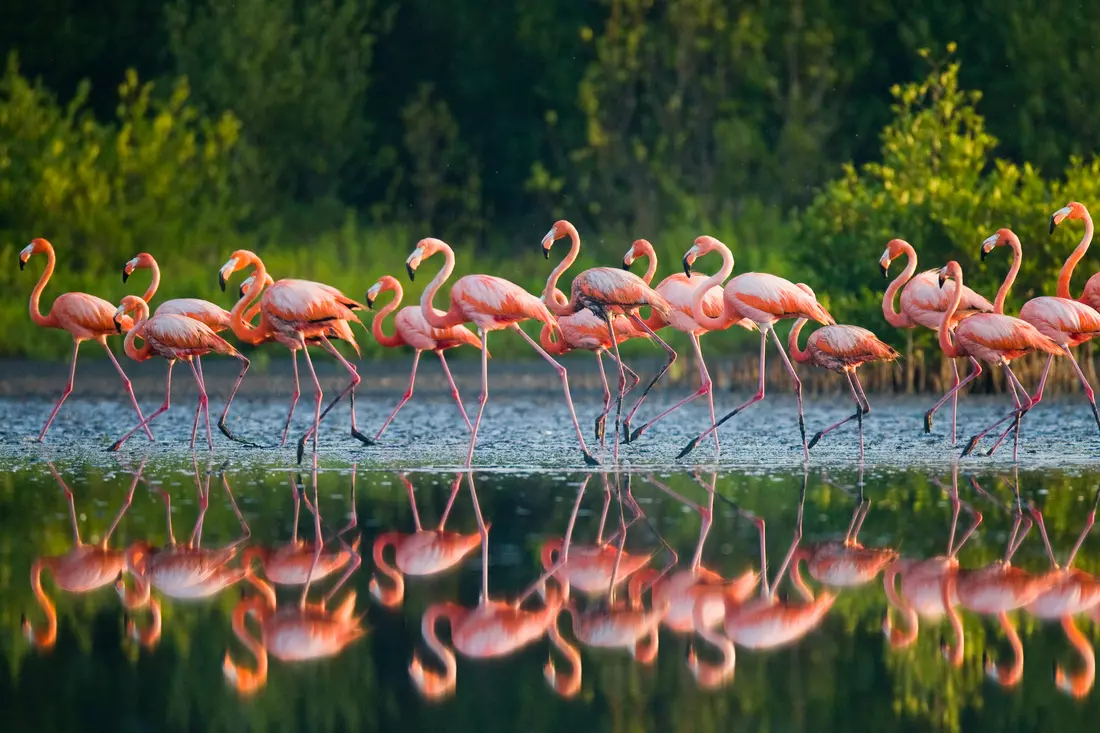 Flamingo Gardens — фото парка — American Butler