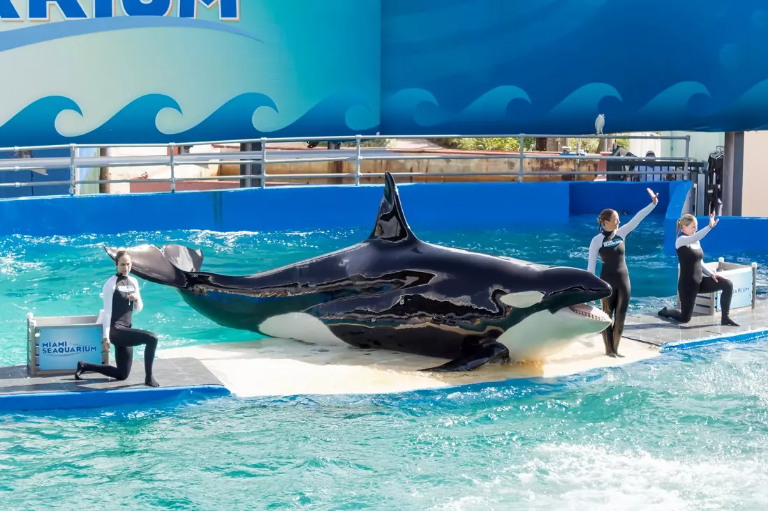 Фото представления касаток в Miami SeaQuarium — American Butler