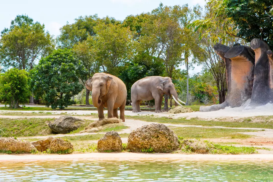 Photo elephant aviary in Miami Zoo — American Butler