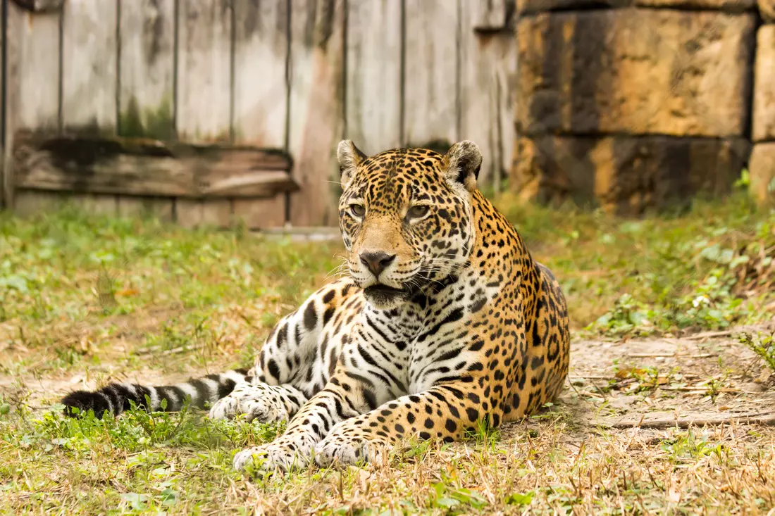 Photo of a leopard at the Miami Zoo in Florida — American Butler