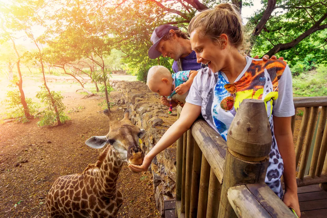 Best Zoos in Miami — Giraffe feeding photo — American Butler