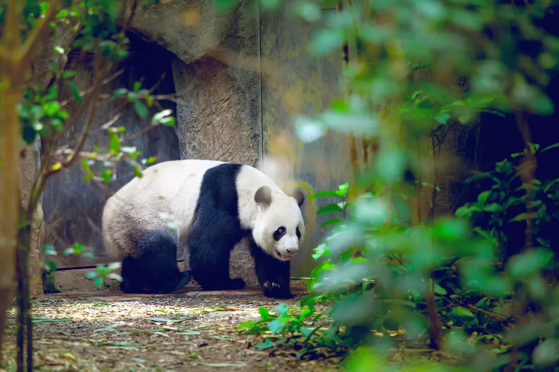 Zoo in Miami — photo of a panda in an aviary