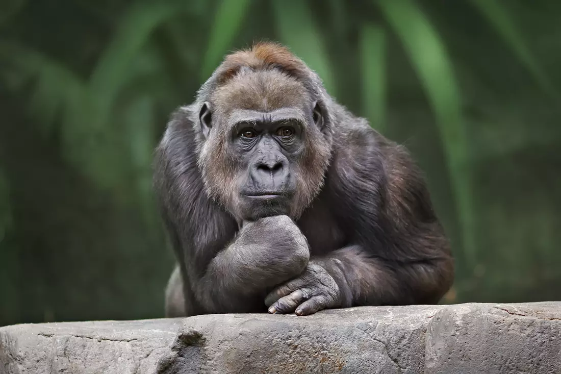 Фото Miami Monkey Jungle — American Butler