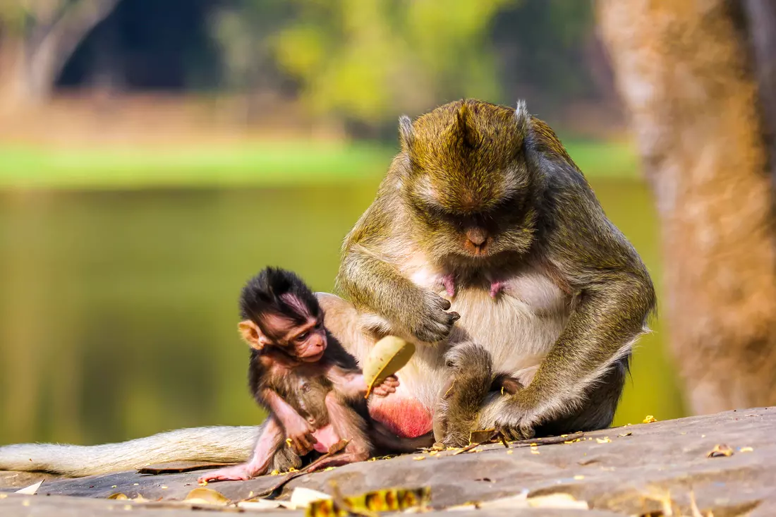 Фото парка Monkey Jungle в Майами — American Butler