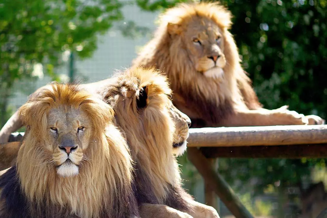 Фото Lion Country Safari, West Palm Beach, Florida — American Butler