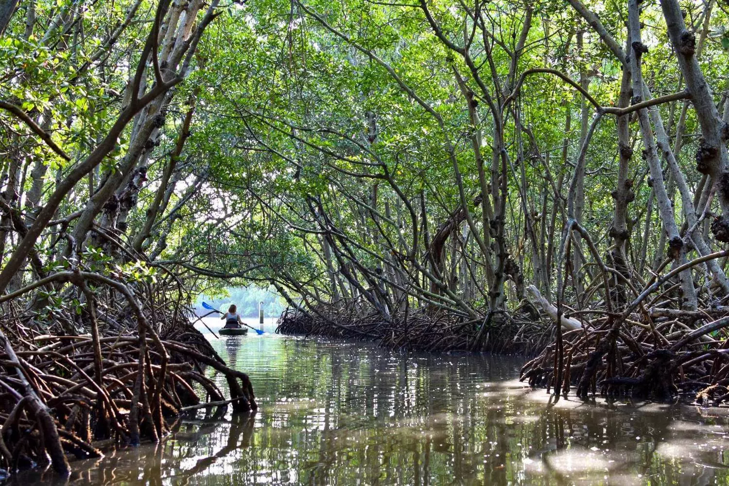 Mangrove forests in Sarasota, Florida Sarasota's unique mangrove tunnels — a natural wonder of Florida