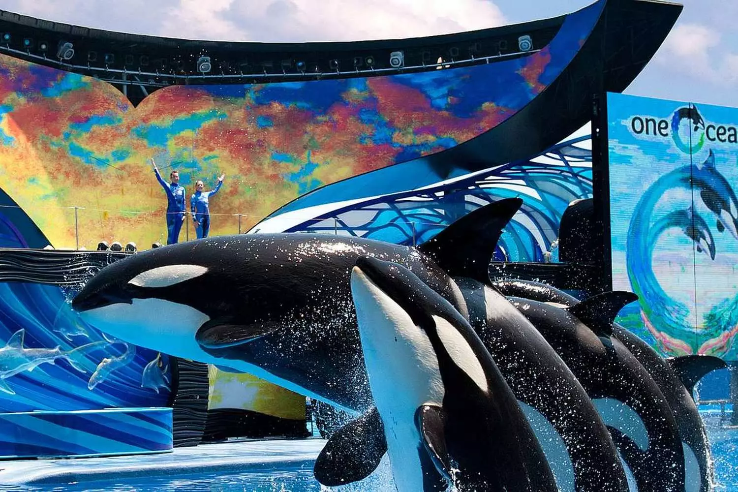 Насладитесь волшебным шоу с дельфинами в SeaWorld Orlando Дельфины выполняют акробатические трюки на шоу в SeaWorld Orlando