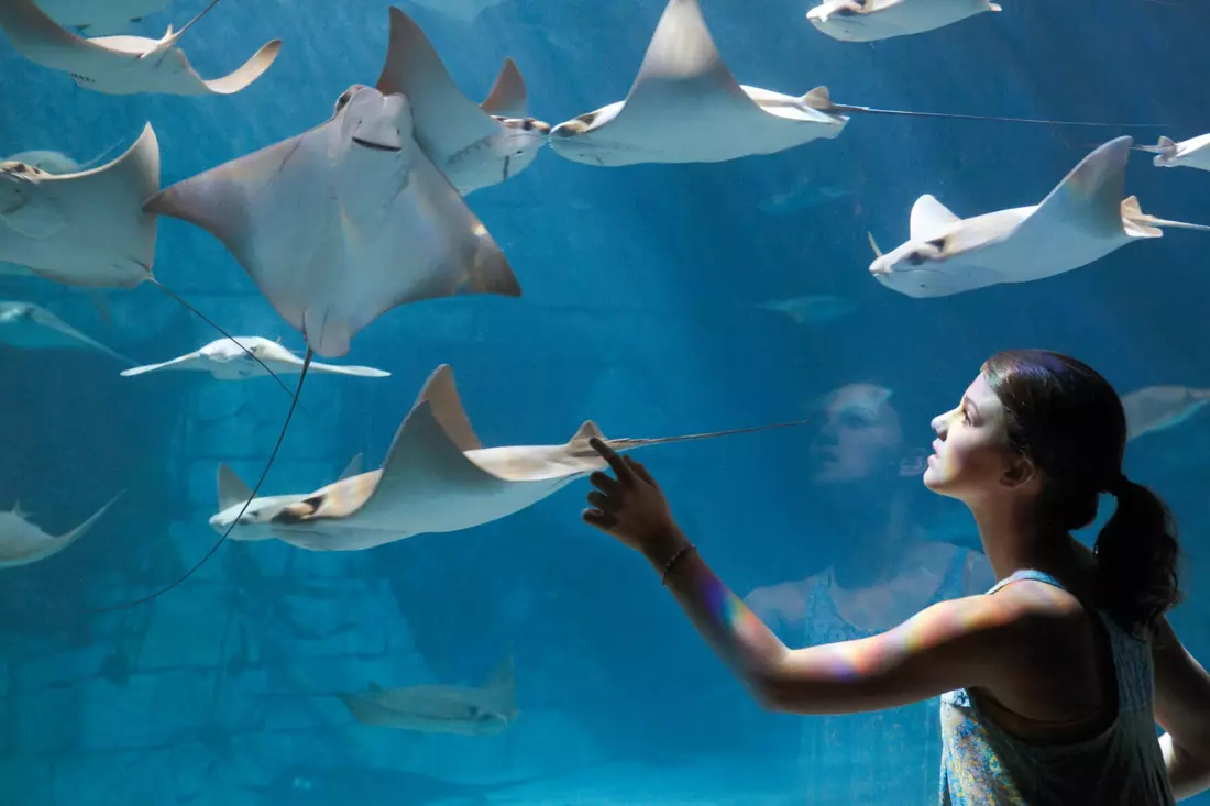Погладьте и покормите скатов в экспозиции SeaWorld Orlando Изящные скаты в интерактивном бассейне SeaWorld Orlando