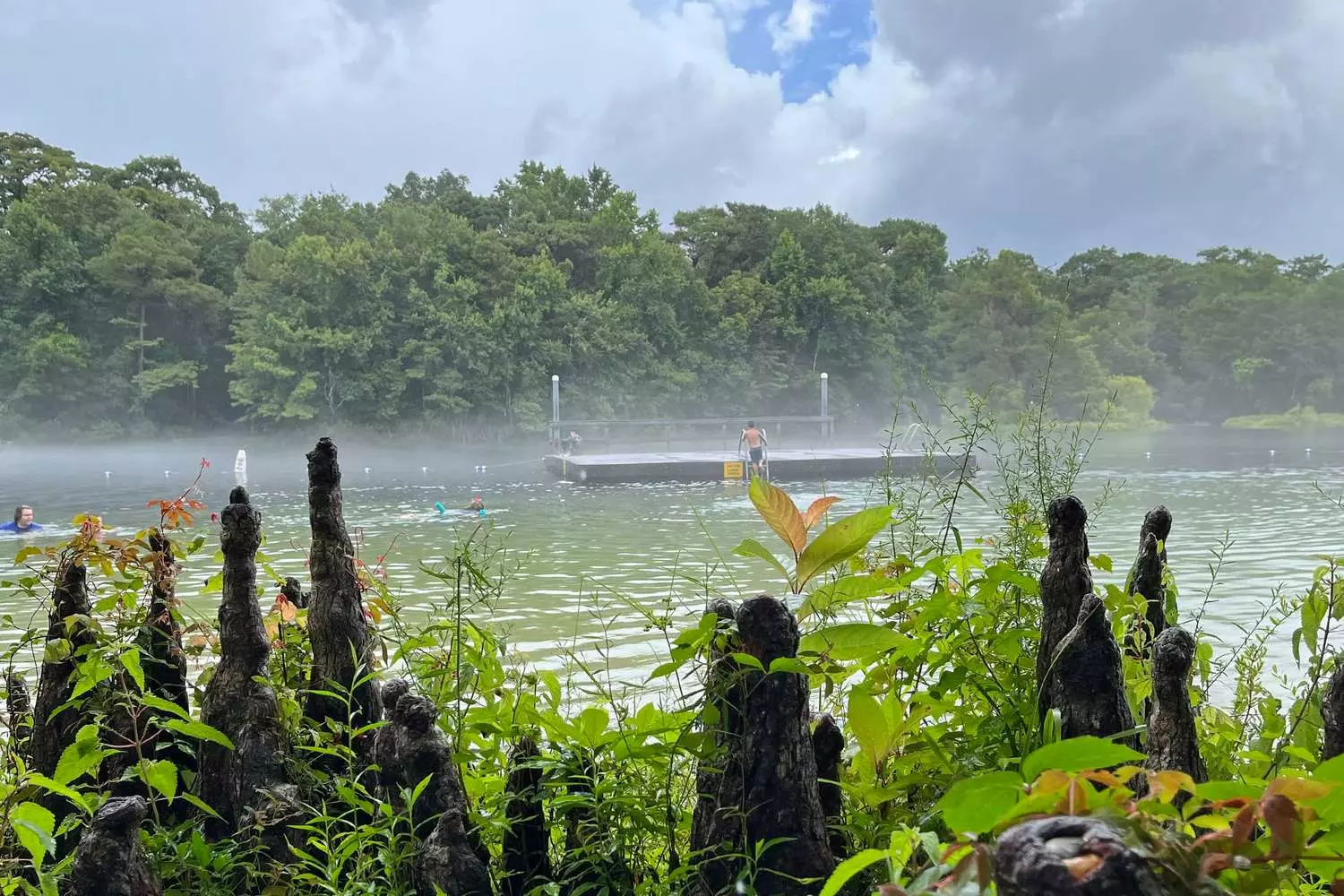 Peaceful walk through Tallahassee’s nature park — the wild beauty of Florida Nature park in Tallahassee with scenic trails and lush greenery