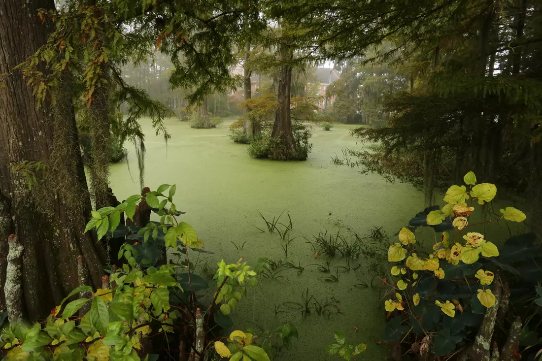 Photo of vegetation at Cypress Lake in Louisiana