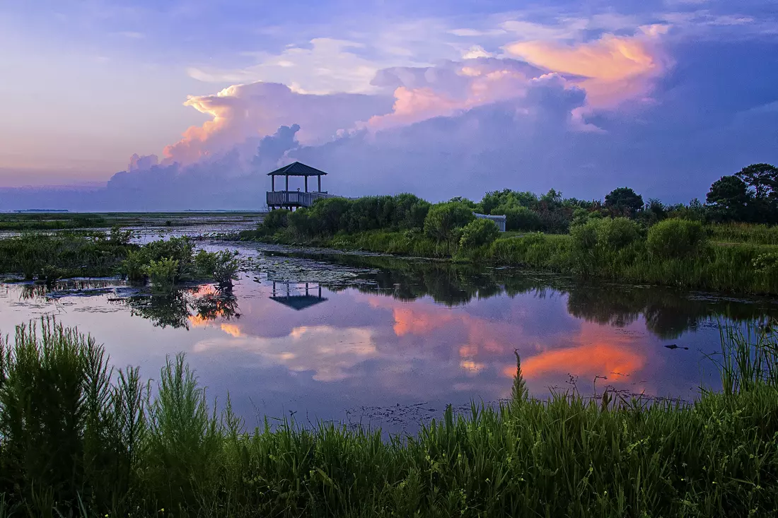 Picture of the crimson marshes of Louisiana surrounded by greenery and mist