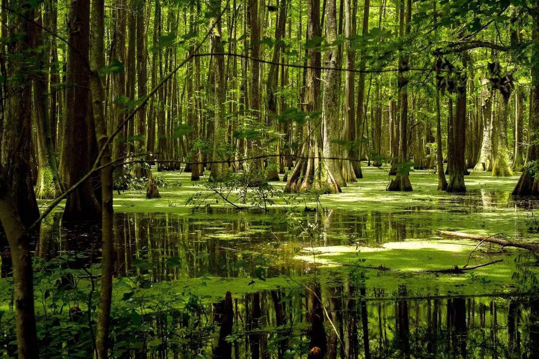 Photo of a swamp in Louisiana