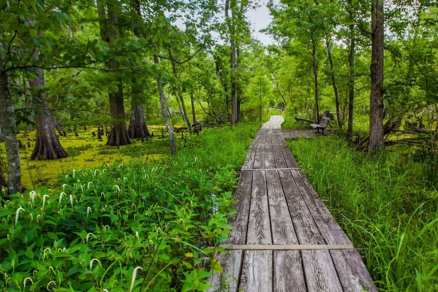 Scenic Wetland Boardwalk in Jean Lafitte National Park | Louisiana Swamp Walk Wooden boardwalk trail through the wetlands of Jean Lafitte National Park, Louisiana, surrounded by lush swamp vegetation and cypress trees