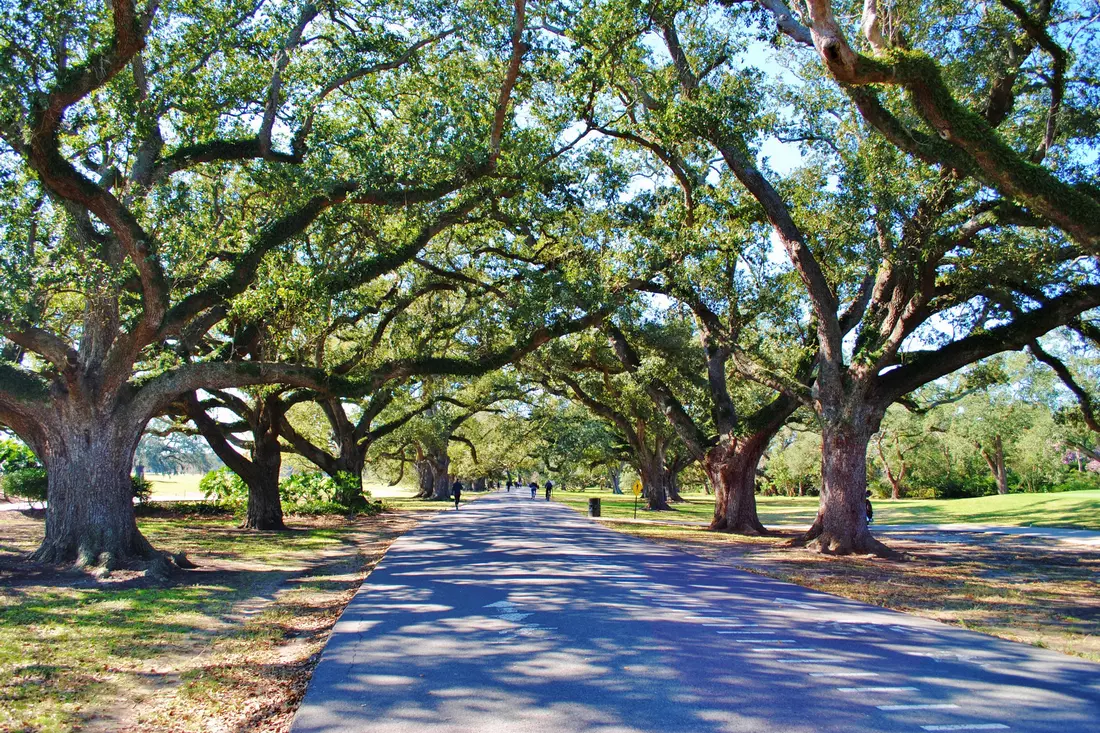 Scenic Alley with Mature Oak Trees — Best Parks of New Orleans