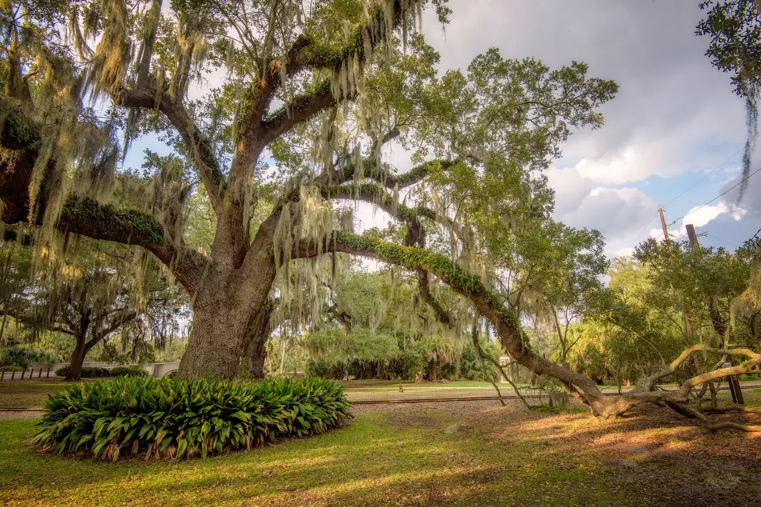 Majestic tree surrounded by lush green shrubbery in City Park, New Orleans